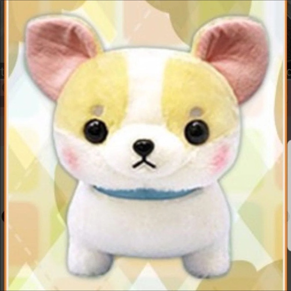 Muchimu chihuahua